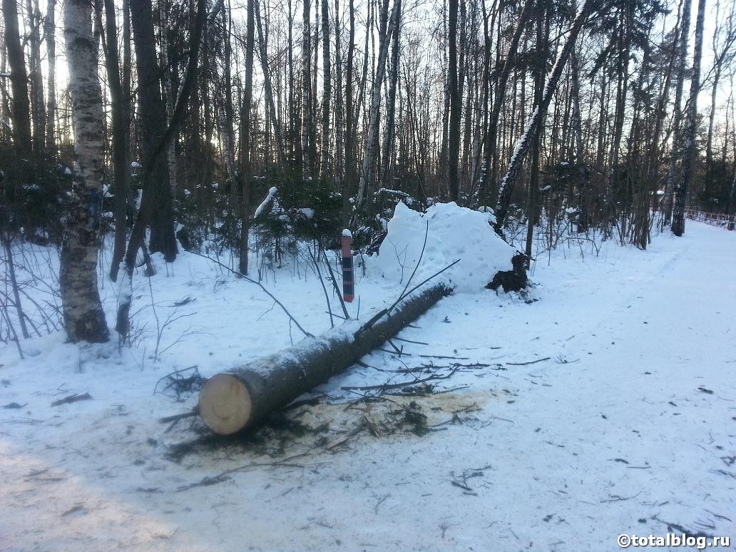Еловые ветки