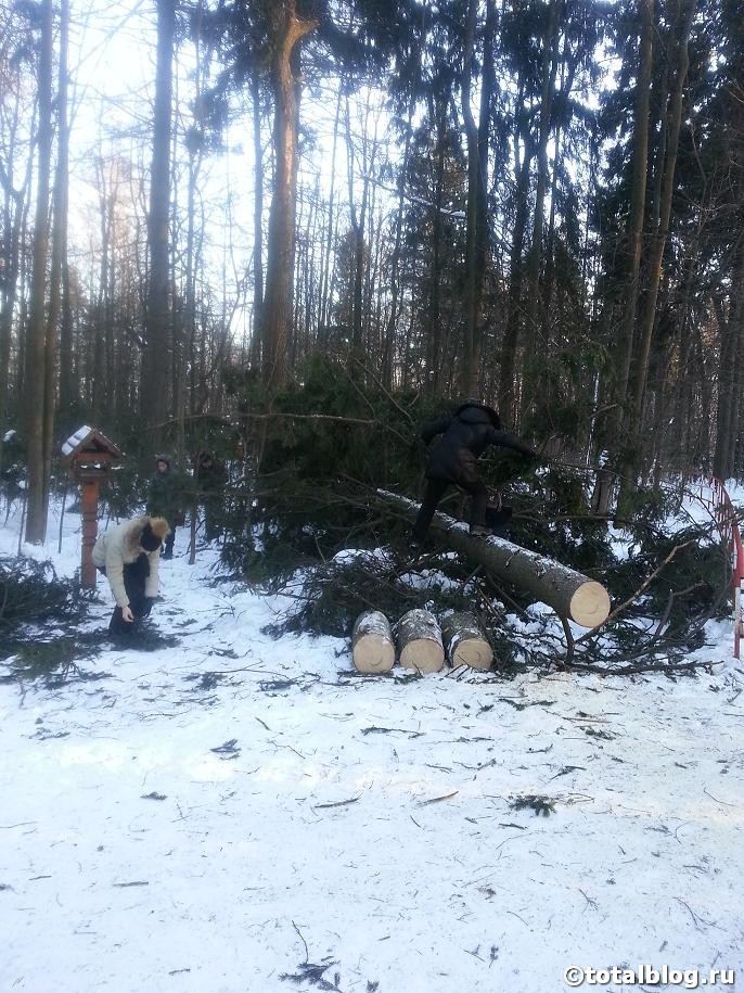Еловые ветки